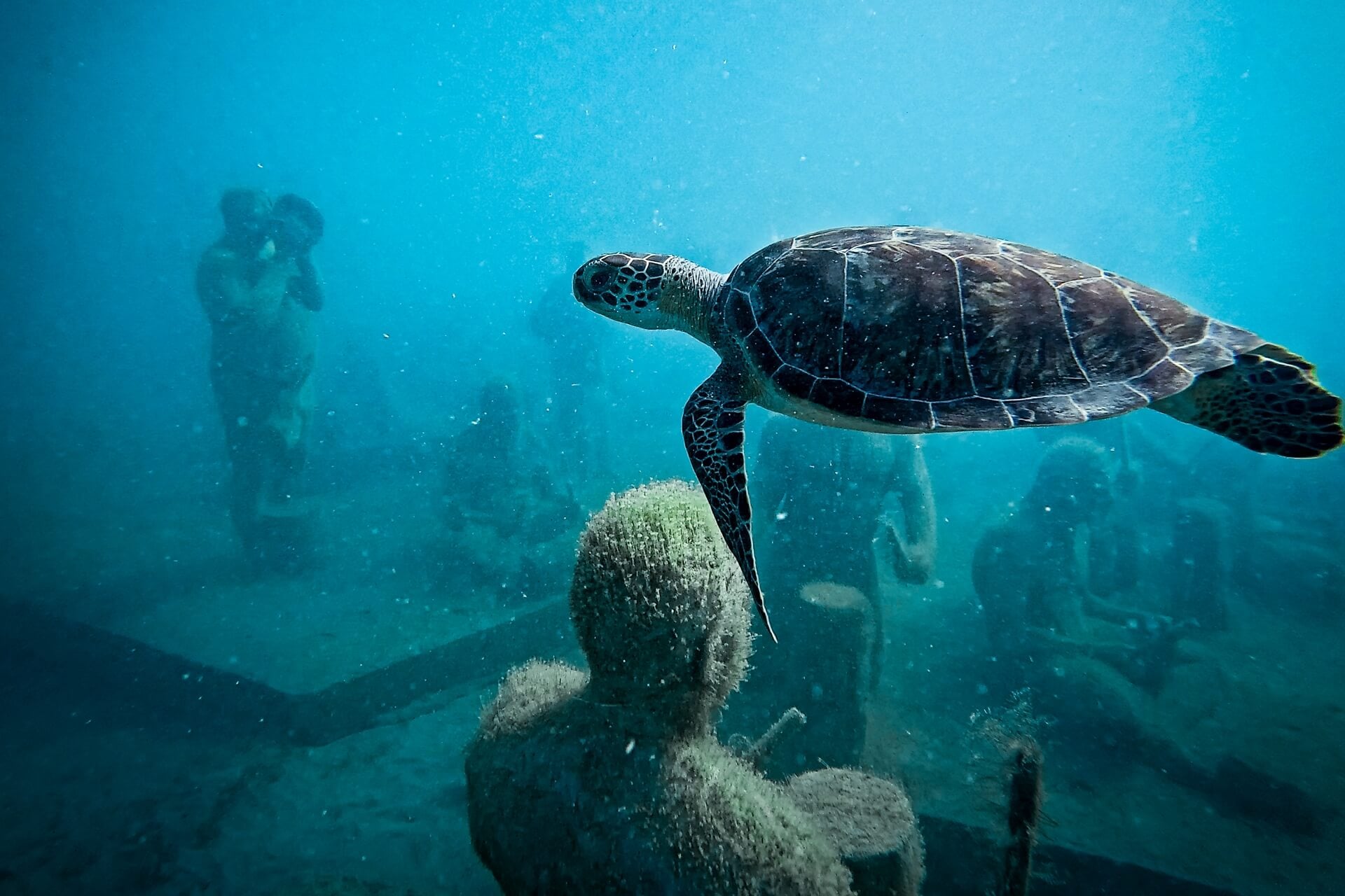 Turtle swimming over underwater reef sculptures